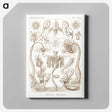 2-16_Ernst-Haeckel_canvas