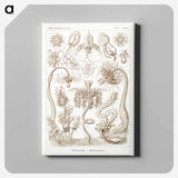 2-16_Ernst-Haeckel_canvas