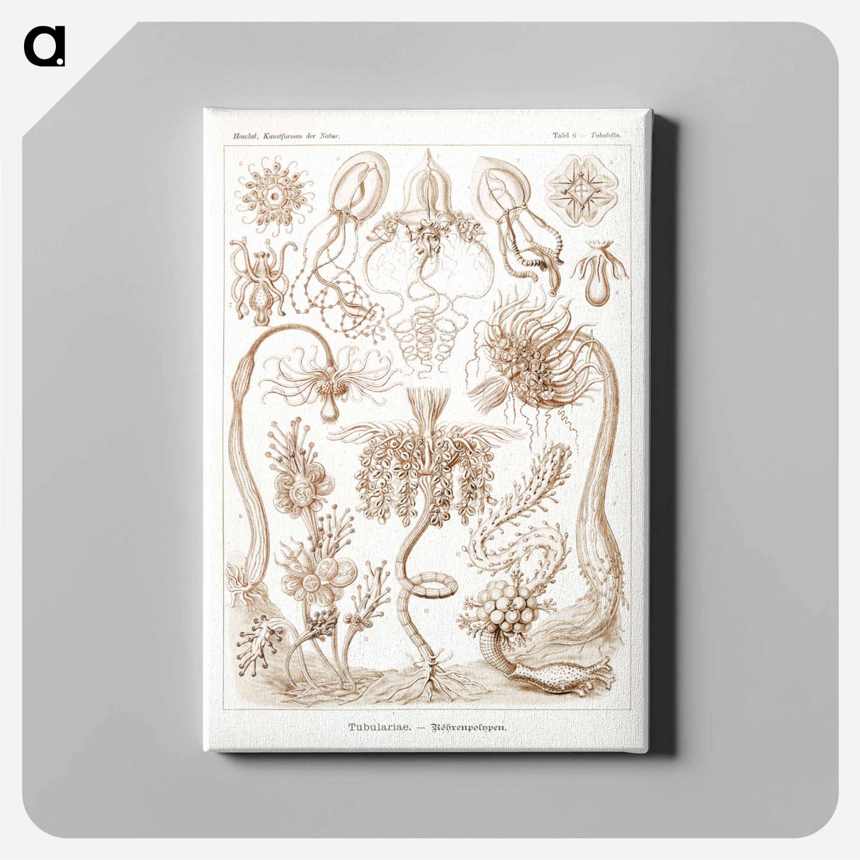 Diatomea–Schachtellinge from Kunstformen der Natur - エルンスト ヘッケル Canvas.