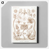 Diatomea–Schachtellinge from Kunstformen der Natur - エルンスト ヘッケル Canvas.