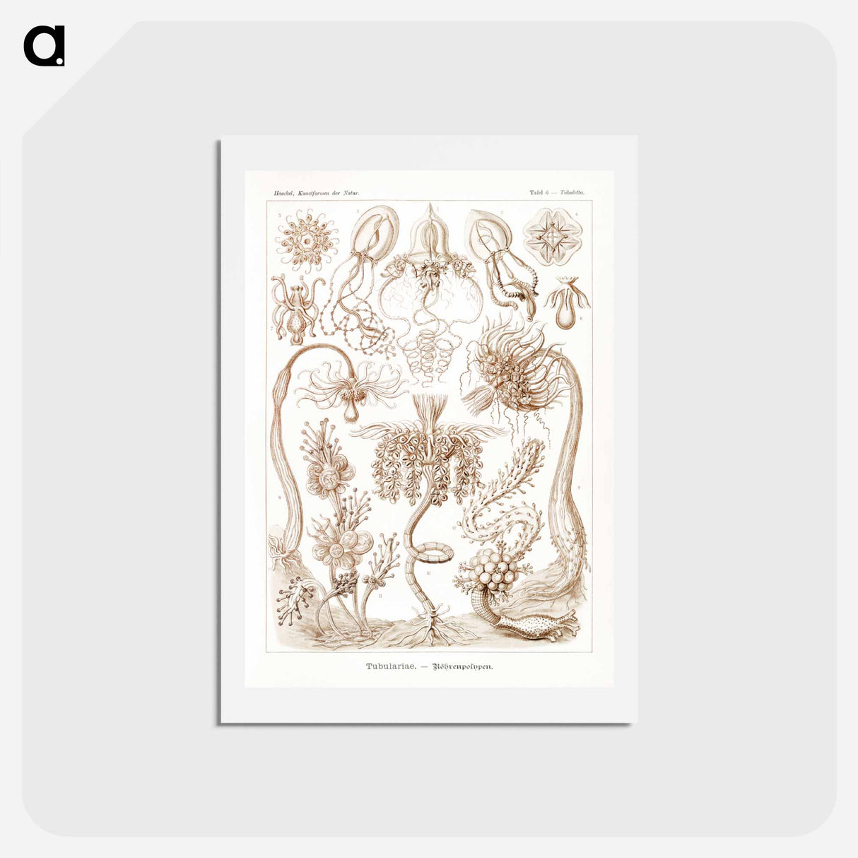 アートポストカード-Diatomea–Schachtellinge from Kunstformen der Natur - エルンスト ヘッケル Postcard.