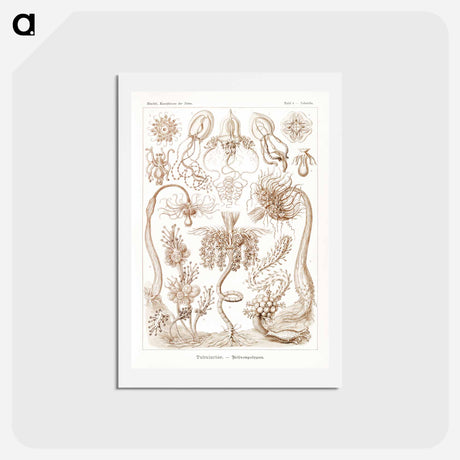 アートポストカード-Diatomea–Schachtellinge from Kunstformen der Natur - エルンスト ヘッケル Postcard.
