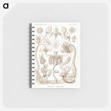 2-16_Ernst-Haeckel_memo