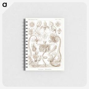 2-16_Ernst-Haeckel_memo