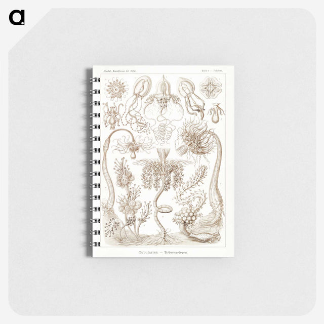 2-16_Ernst-Haeckel_memo