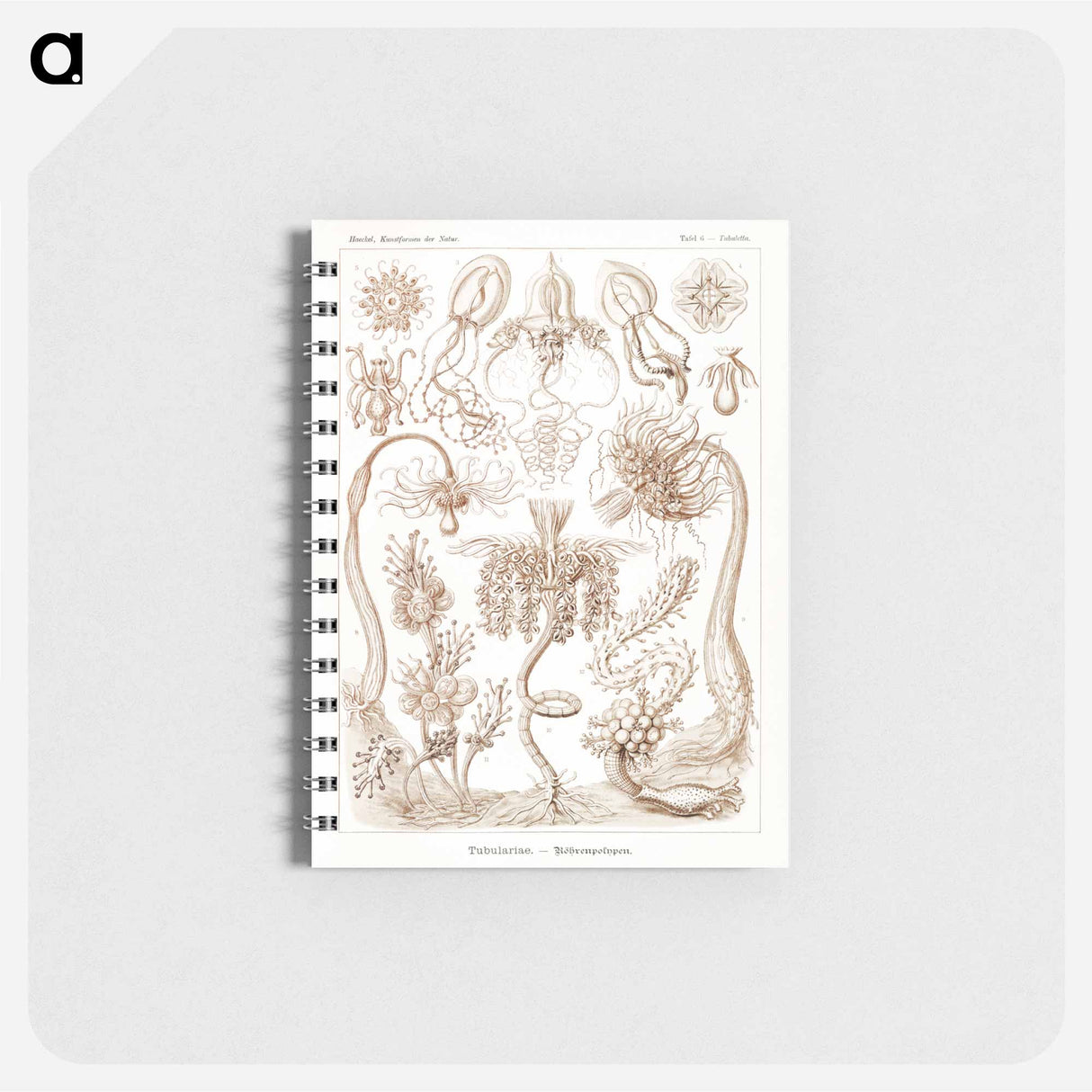 アートメモ帳-Diatomea–Schachtellinge from Kunstformen der Natur - エルンスト ヘッケル Memo.