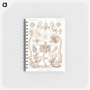 アートメモ帳-Diatomea–Schachtellinge from Kunstformen der Natur - エルンスト ヘッケル Memo.