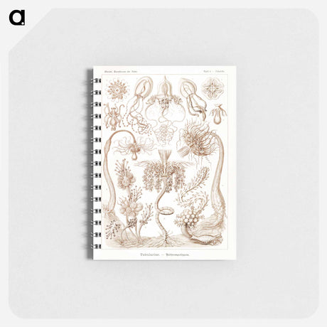 アートメモ帳-Diatomea–Schachtellinge from Kunstformen der Natur - エルンスト ヘッケル Memo.