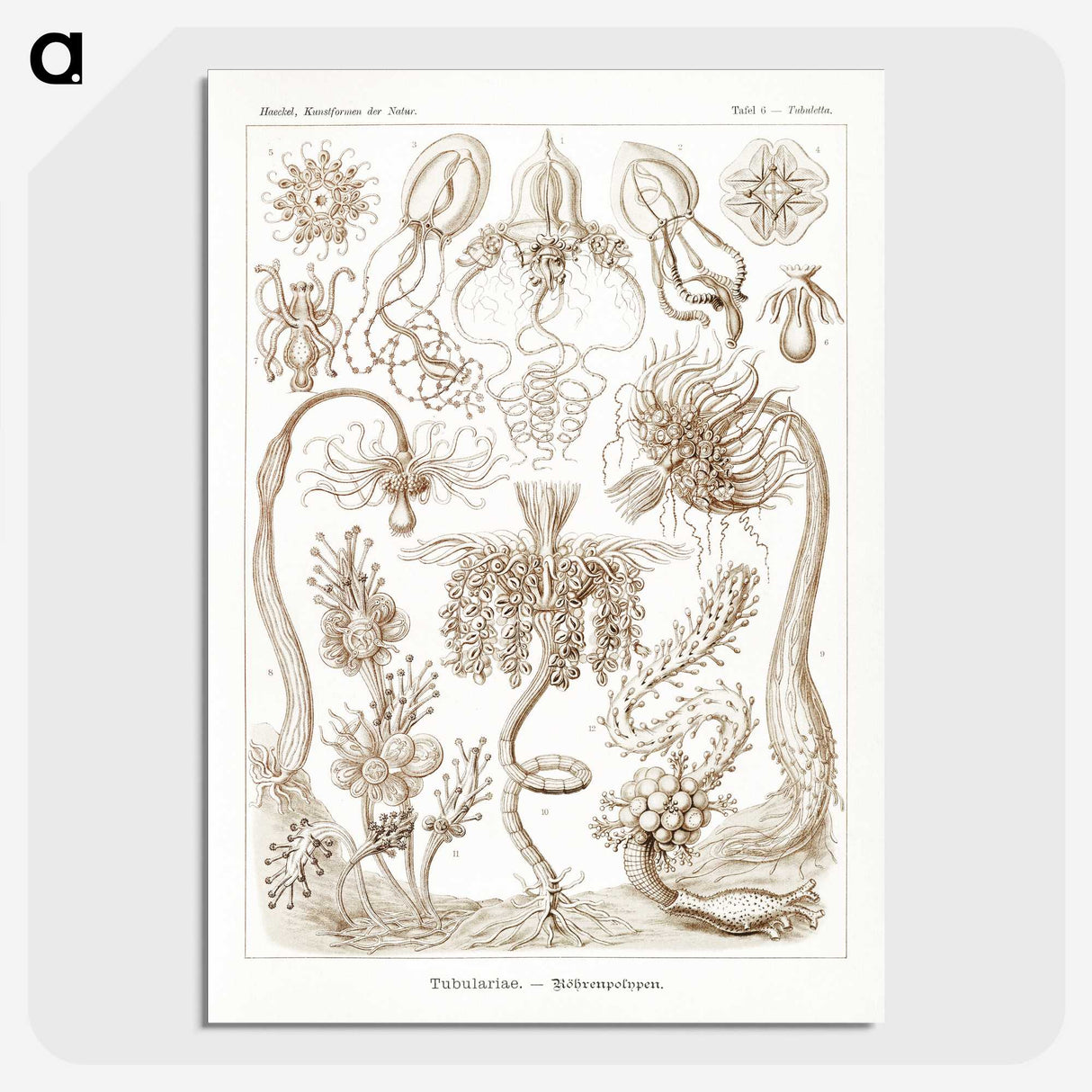 2-16_Ernst-Haeckel_picture-crop