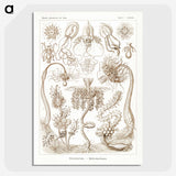 2-16_Ernst-Haeckel_picture-crop