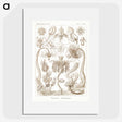 2-16_Ernst-Haeckel_picture