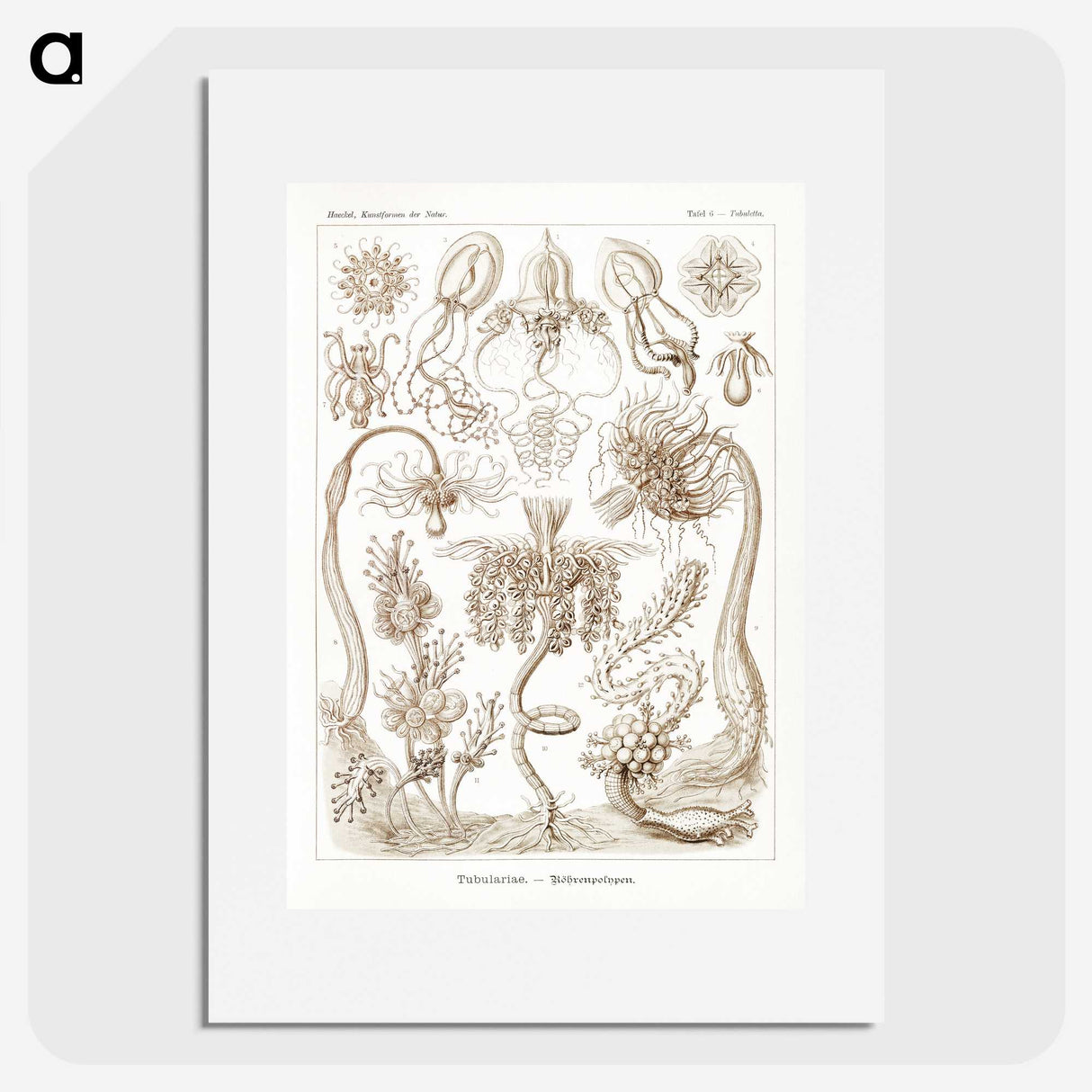 2-16_Ernst-Haeckel_picture