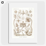 2-16_Ernst-Haeckel_picture
