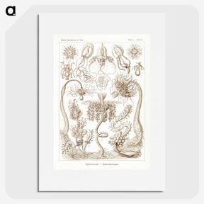 2-16_Ernst-Haeckel_picture
