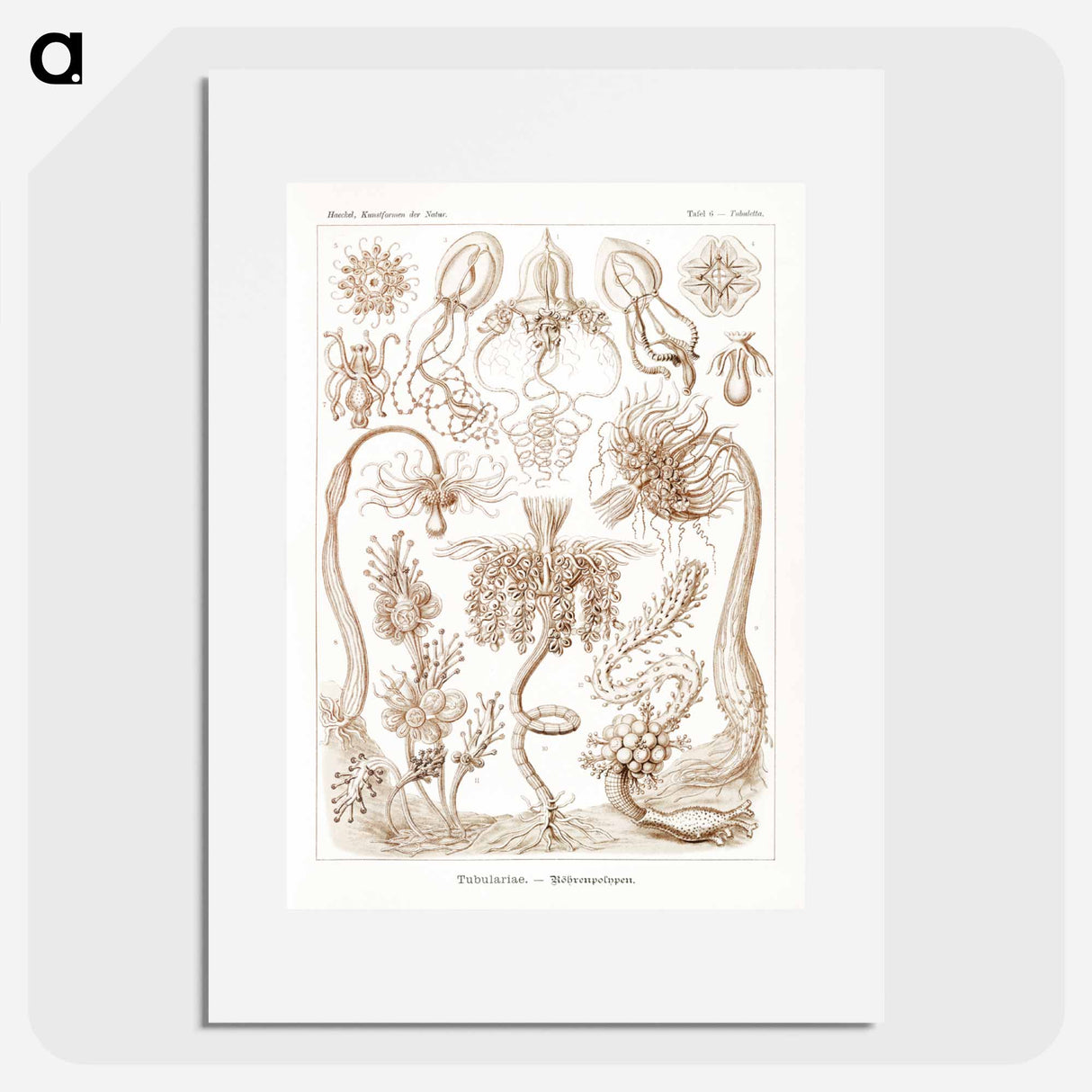 Diatomea–Schachtellinge from Kunstformen der Natur - エルンスト ヘッケル Poster.