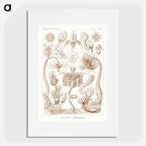 Diatomea–Schachtellinge from Kunstformen der Natur - エルンスト ヘッケル Poster.