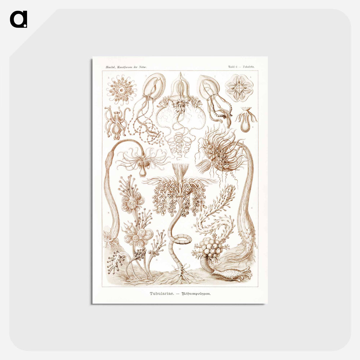 アートポストカード-Diatomea–Schachtellinge from Kunstformen der Natur - エルンスト ヘッケル Postcard.