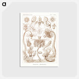 アートポストカード-Diatomea–Schachtellinge from Kunstformen der Natur - エルンスト ヘッケル Postcard.