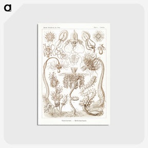 2-16_Ernst-Haeckel_postcard