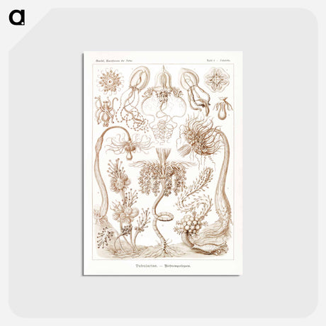 アートポストカード-Diatomea–Schachtellinge from Kunstformen der Natur - エルンスト ヘッケル Postcard.