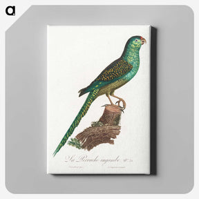 2-16_Francois-Levaillant_canvas