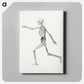 アートパネル-Human Skeleton, Lateral View
 - ジョージ スタッブス Canvas.