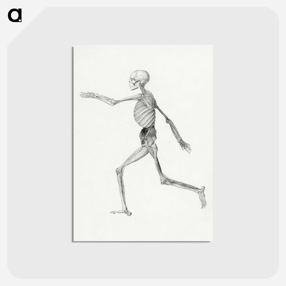 アートポストカード-Human Skeleton, Lateral View
 - ジョージ スタッブス Postcard.