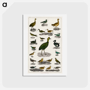 アートポストカード-Birds from Animated Nature
 - ゴールドスミスの生き生きとした自然 Postcard.