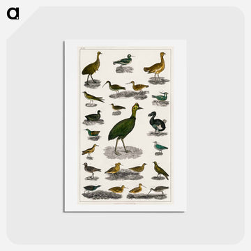 Birds from Animated Nature
 - ゴールドスミスの生き生きとした自然 Postcard.