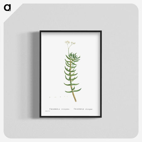 2-16_Histoire-des-Plantes-Grasses_blk-crop