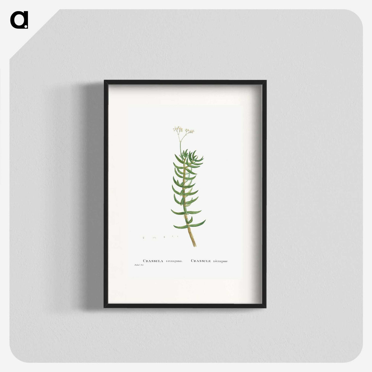 2-16_Histoire-des-Plantes-Grasses_blk