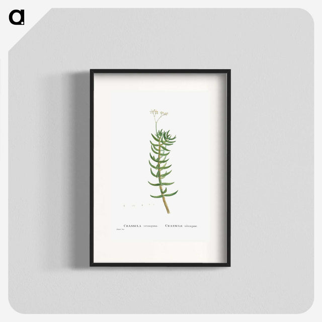 2-16_Histoire-des-Plantes-Grasses_blk