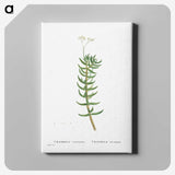 2-16_Histoire-des-Plantes-Grasses_canvas
