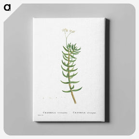 2-16_Histoire-des-Plantes-Grasses_canvas