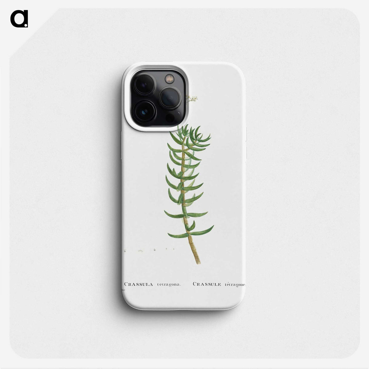 2-16_Histoire-des-Plantes-Grasses_phone