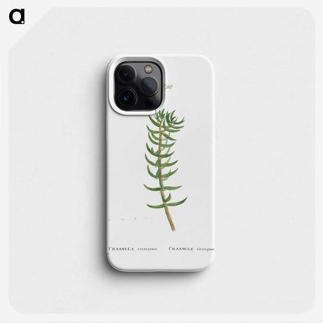 2-16_Histoire-des-Plantes-Grasses_phone