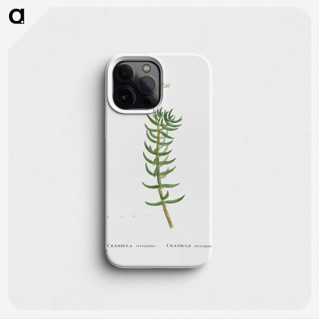 2-16_Histoire-des-Plantes-Grasses_phone