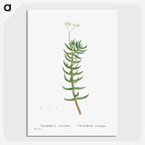 2-16_Histoire-des-Plantes-Grasses_picture-crop