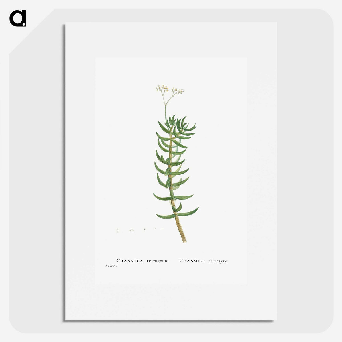 2-16_Histoire-des-Plantes-Grasses_picture