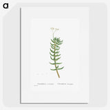 2-16_Histoire-des-Plantes-Grasses_picture
