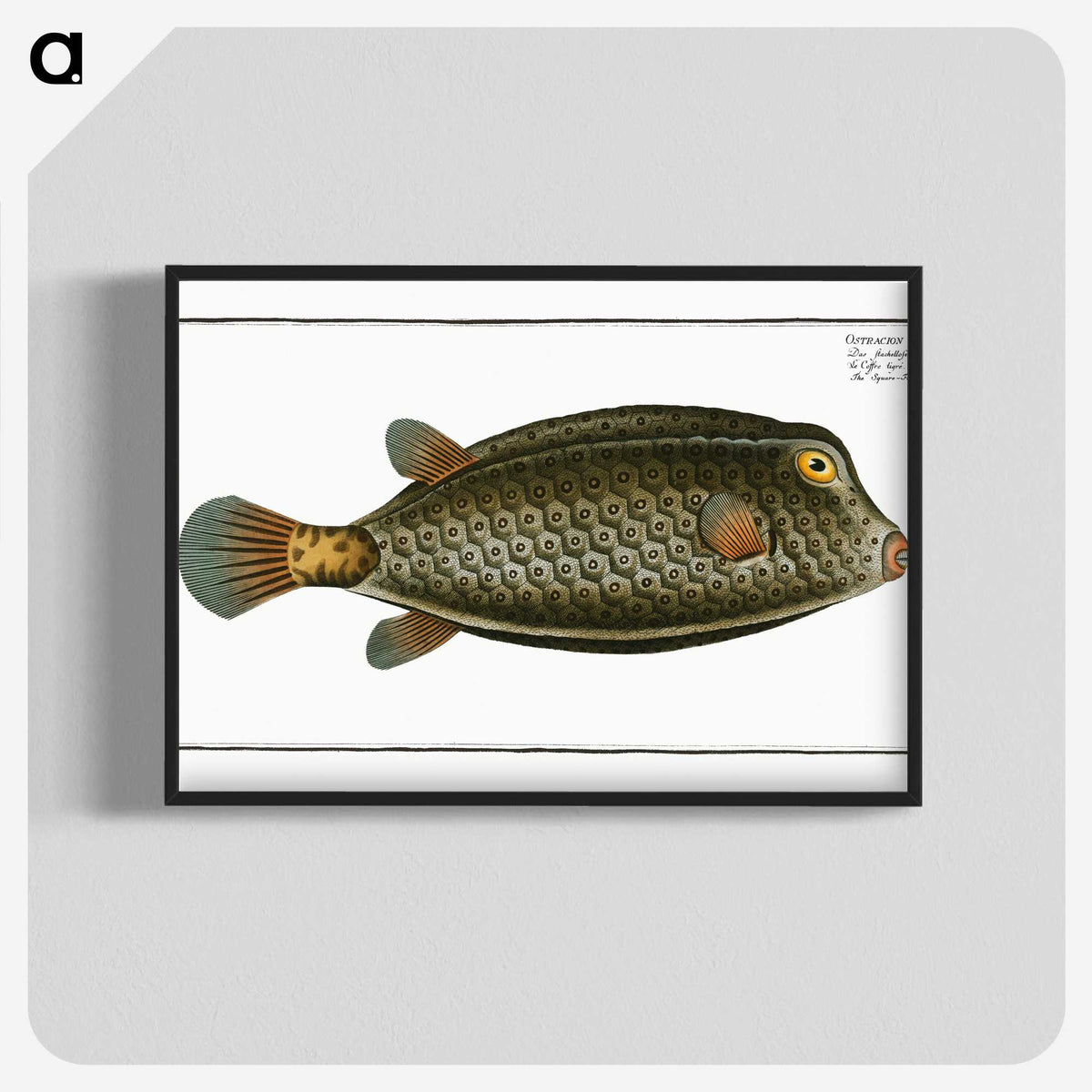 2-16_Ichtyologie-ou-Histoire-naturelle_blk-crop