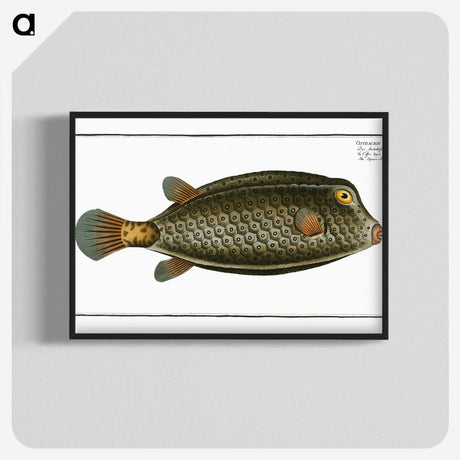2-16_Ichtyologie-ou-Histoire-naturelle_blk-crop