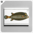 2-16_Ichtyologie-ou-Histoire-naturelle_canvas