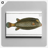 2-16_Ichtyologie-ou-Histoire-naturelle_canvas