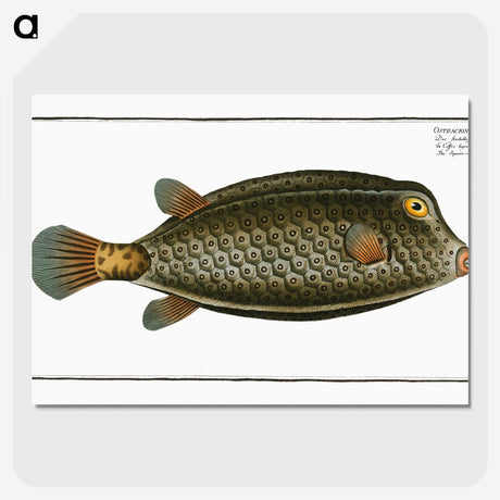 2-16_Ichtyologie-ou-Histoire-naturelle_picture-crop