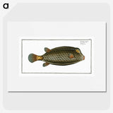 2-16_Ichtyologie-ou-Histoire-naturelle_picture