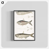 2-16_Indian-Zoology_blk-crop