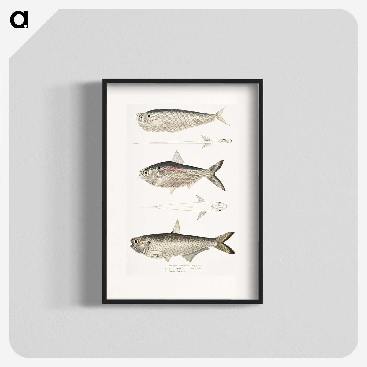 2-16_Indian-Zoology_blk