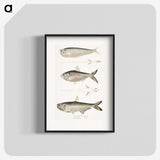 2-16_Indian-Zoology_blk