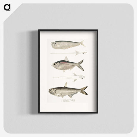 2-16_Indian-Zoology_blk